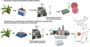 Image result for Ximenia afra