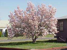 Image result for magnolia soulangeana