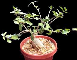 Image result for Fockea angustifolia