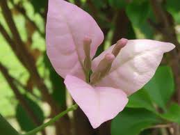 Cobalah salah satu metode membuat kertas tisu sendiri berikut ini di rumah. The Beauty Of Bougenville Flowers Keindahan Bunga Kertas Steemkr