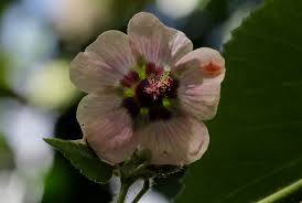 Image result for Abutilon longicuspe