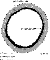 The outside of a bone is covered in a thin layer of dense irregular connective tissue called the periosteum. Figure 2 From Phylogenetic Signal In Bone Microstructure Of Sauropsids Semantic Scholar