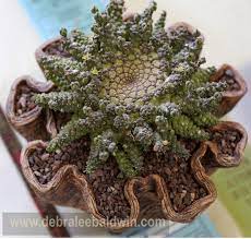 Cacti, members of the cactaceae family, have a wide range of growth patterns, from slow to fast. Plants And Pots At The Cactus Succulent Society Show Debra Lee Baldwin