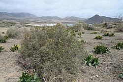 Image result for Launaea rogersii