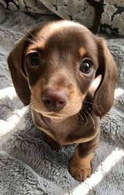 Cedar rapids is also the home of zach johnson, 2007 masters golf champion, born 4/24/76. 26 Best Dachshund Puppies For Sale Ideas Dachshund Puppies Puppies Dachshund Puppy