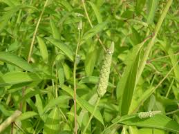 Image result for Sphenoclea zeylanica