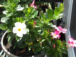 Image result for mandevilla obrázek