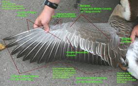 The wing folding mechanism and the pattern of wing folds of trissevaniini is shared only with the major wing fold lines of trissevaniini likely are not homologous to any known longitudinal anatomical. Pigeon Feathers Anatomy Peepsburgh