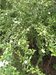 Image result for Catunaregam stenocarpa