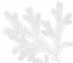 Image result for Pycreus xantholepis