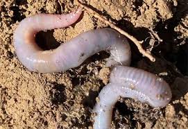 Image result for Alloeochaete