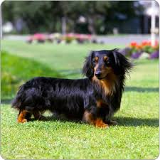 Find the perfect long haired dachshund stock photos and editorial news pictures from getty images. 12 Long Haired Miniature Dachshund Facts That Ll Impress You