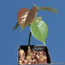 Image result for Pseudobombax