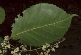 Image result for Homalium