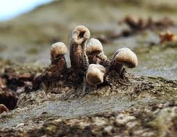 Image result for Porodisculus pendulus