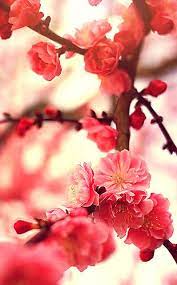 Cherry Blossoms By Sfxdonutz On Flickr Beautiful Flowers Flowers Photography Flowers Nature