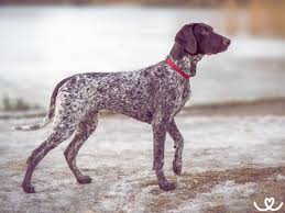 Image result for německý ohař krátkosrstý