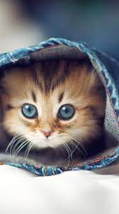 Chat Cache Hidden Cat Pinterest