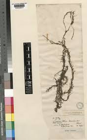 Image result for Lagarosiphon muscoides