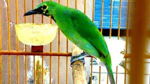 15 Cara Merawat Cucak Ijo Mabung Sampai Tuntas Arenahewan Com