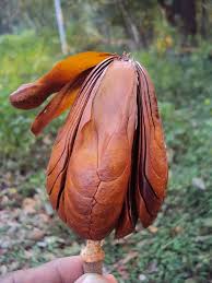 Image result for Swietenia