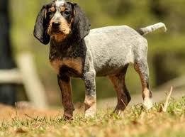 Socialization your bluetick coonhound puppy should be cuddled and handled by as many people as possible, but make sure that the contact is gentle and pleasant for your pup. Bluetick Coonhound Puppy For Sale Adoption Rescue For Sale In Ragland Alabama Classified Americanlisted Com