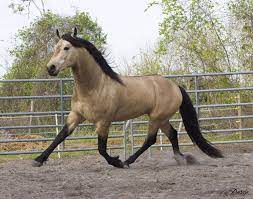 Adriano dd (favorito d x keberes d). Golden Buckskin Horse Horses Are Yellow Tan Or Gold With Black Points Buckskin Is Horses Buckskin Horse Quarter Horse Stallion