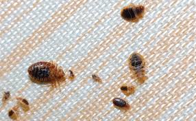 Top springfield, mo pest control services of october 2020. 11 Pro Tips From The Bed Bug Trenches