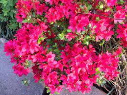 Pin On Mygardenanswers