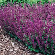 Purple Rain Salvia Veseysseeds Veseys Flower Garden Gardening Pei Flowerbulbs Newforspring2019 Purple Flowers Garden Salvia Purple Rain