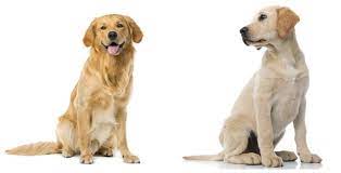 Golden Retriever Vs Labrador 10 Differences You Should Know All Things Dogs All Things Dogs
