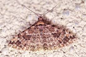 Image result for Rhynchosia alluaudii