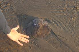 Maybe you would like to learn more about one of these? The Oregon Coast Travels N Trails