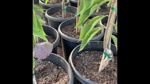 The tree thrives in various types of soil, from sandy loam to red basalt or heavy clay, but best growth and productivity occur in deep. Atemoya Red Geffner Atemoya Youtube