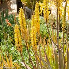 Image result for Aloe veseyi