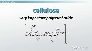It is primarily composed of cellulose. Cellulose In Plants Function Structure Video Lesson Transcript Study Com