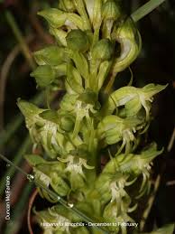 Image result for Habenaria lithophila