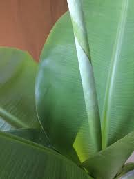 That being said, not all banana plants produce fruit that you can eat.some varieties like the red banana, the dwarf banana, and the pink velvet banana are grown for their flowers.they do make fruit, but it's not edible. Dwarf Cavendish Banana Wikipedia