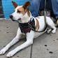 Loveland Clinic — The Street Dog Coalition
