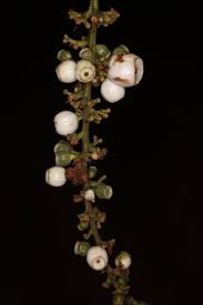 Image result for Bertiera