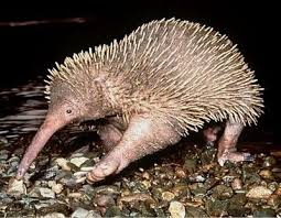 Pin On Miscellaneous Wild Animals