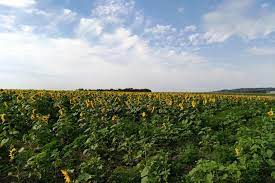 Wegry Fot Gs Aj Galeria Sasiedzi Juz Po Zniwach Rolnictwo Na Wegrzech I W Rumunii Galeria Farmer Pl