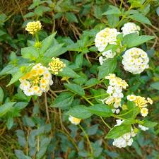 Image result for Lantana nivea