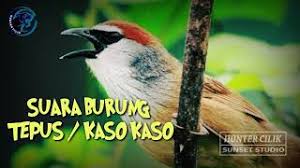 Suara pikat tepus dada putih jamin. Burung Tepus Kaso Mp3 Video Mp4 3gp M Lagu123 Fun