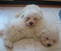 Its lifespan is approximately 12 to 15 years. Bichpoo Dog Breed Information And Pictures