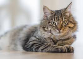 Feline health, behaviour and welfare news, views and advice. Caring For Mature Senior And Geriatric Cats Rau Animal Hospital