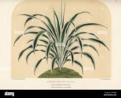 Image result for Chlorophytum krookianum