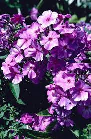Phlox Paniculata Blue Paradise Rhs Gardening Purple Garden Phlox Plant Forever Flowers