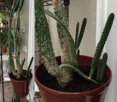 How to identify types of succulent part iii: Trying To Identify My Cactus