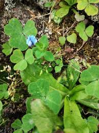 Image result for Parochetus